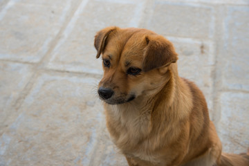 Brown dog faithful pets sitting on the floor, looking and waiting with calm, pet.