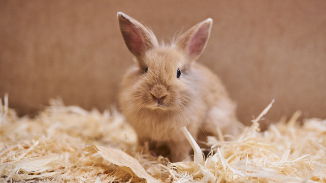 Cute Beautiful Rabbit In The Petting Zoo. 