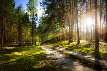forest road on old pine forest with rays of the rising sun