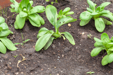row of lettuce salad in the vegetable garden