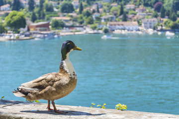 Duck on a Como Lake Background in Italy