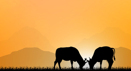 Fototapeta na wymiar silhouette cows is fighting on sunset