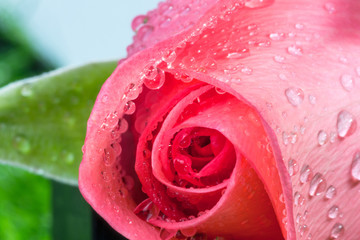 pink rose with water droplet