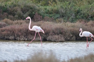 Greater Flamingos