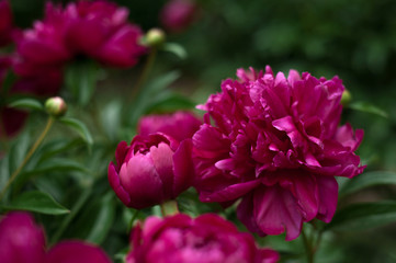 Obraz premium Red peonies in the garden. Blooming red peony.