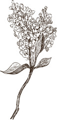 Sketch of a flowering twig of lilac