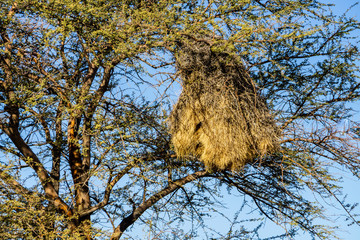Sociable Weavers nest in the Kalahari Desert, namibia