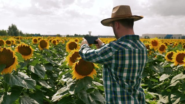 Farmer taking pictures with the smartphone into the sunflower field plantation.