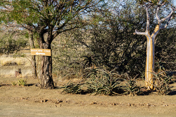 tree desert namibia offroad