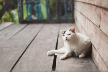 ute black and white cat standing on a wooden terrace in nature of garden.Siam cat and Thai cat.