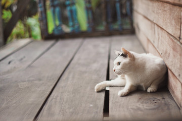 ute black and white cat standing on a wooden terrace in nature of garden.Siam cat and Thai cat.