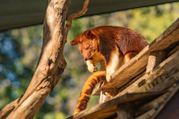 Sleeping Tree Kangaroo
