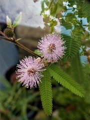  Echte Mimose (Mimosa polycarpa var. spegazzinii