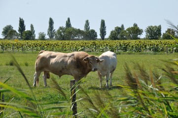 Cows in meadows