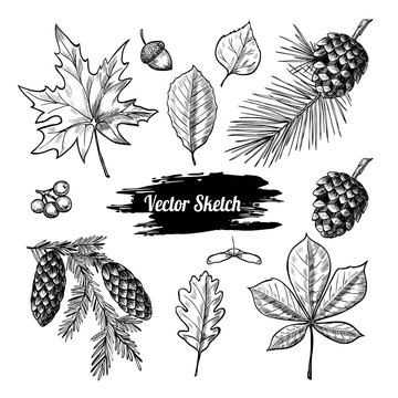 Autumn vector set with leaves, berries, fir cones,  acorns.  Botanical illustration. Vintage style.