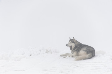 malamute dog yawns, lying on the snow in the mountains