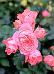 雨上がりの薔薇