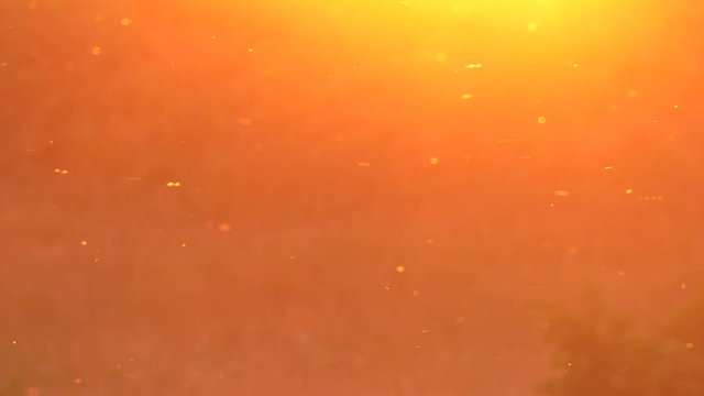 Abstraction. Flies fly in the air. Beautiful sunset. Flare effect. 4K, UHD, 50fps,Panning,Closeup, 	
