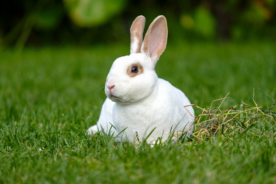 Calm and sweet little white rabbit sitting on green grass,