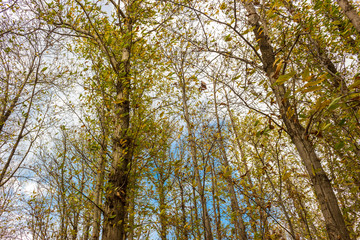 Fototapeta premium The Autumn Forest