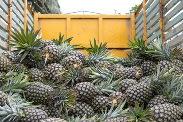 Group of pineapple was harvested from farm in truck ready for sale, tropical fruit for eat and make juice for good health. 