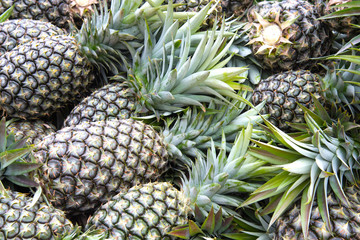 Obraz premium Close up Pine apple growth on pine apple tree in orchard in Thailand, tropical fruit for make juice beverage and good health, making feeling fresh.