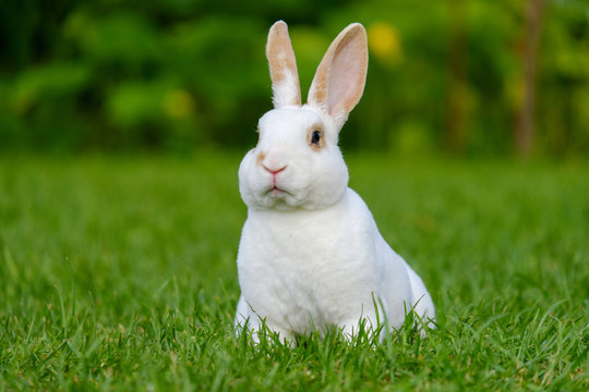 Calm and sweet little white rabbit sitting on green grass