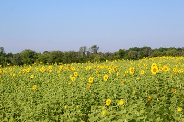 Obraz premium The sunflower field on the farmland and on a sunny day.