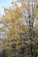 Fototapeta premium forest