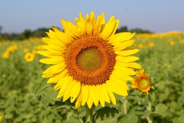 A close up view of the single sunflower in the field.