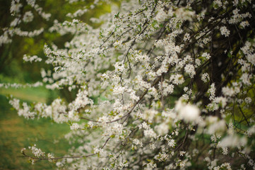 Beautiful and tender spring white blooming cherry tree
