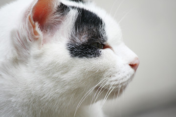 cute black and white cat sitting on a wooden terrace.Outdoor life of domestic cat.