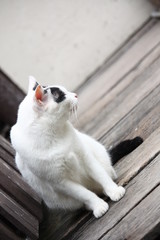 cute black and white cat sitting on a wooden terrace.Outdoor life of domestic cat.