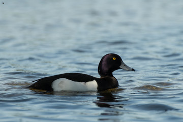 Beautiful female tufted duck swimming in a pond