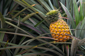 Close up Pine apple growth on pine apple tree in orchard in Thailand, tropical fruit for make juice beverage and good health, making feeling fresh.