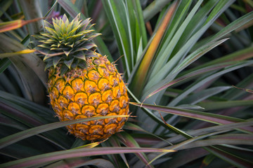 Close up Pine apple growth on pine apple tree in orchard in Thailand, tropical fruit for make juice beverage and good health, making feeling fresh.
