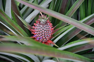 Fototapeta premium Close up Pine apple growth on pine apple tree in orchard in Thailand, tropical fruit for make juice beverage and good health, making feeling fresh.