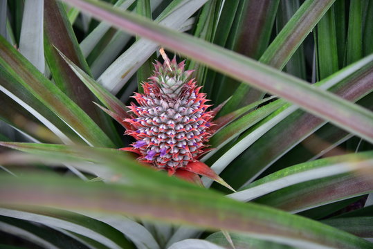 Close up Pine apple growth on pine apple tree in orchard in Thailand, tropical fruit for make juice beverage and good health, making feeling fresh.