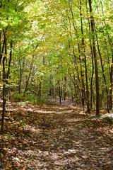 Obraz premium chemin dans le forest