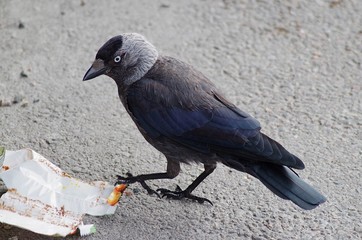 Bird playing with his candy wrapper