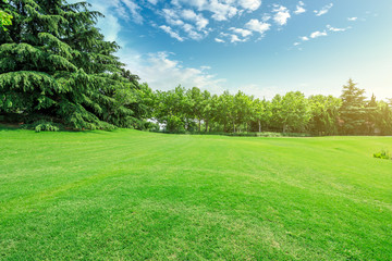 Green grass field and forest scenery in summer