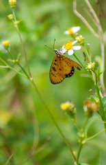 butterfly staying and collecting nectar on flower