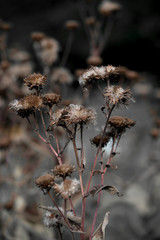 Dry, fallen flowers in the garden
