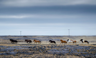 Icelandic horses are running, Icelandic landscape and horses