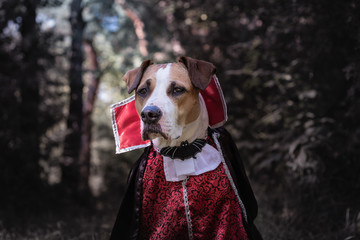 Beautiful dog dressed up as vampire in dark moonlit forest. Cute staffordshire terrier puppy in...