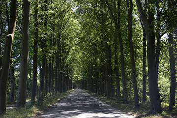 Beech lane, Friesland, Netherlands
