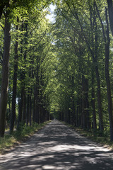 Beech lane, Friesland, Netherlands