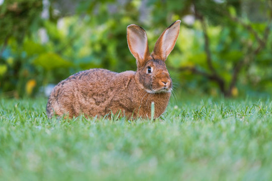 Calm and sweet little brown rabbit sitting on green grass