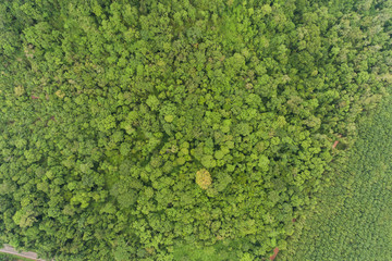 Aerial top view green forest for background