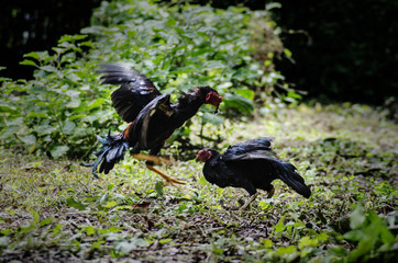 Thai local home chickens and fighter 